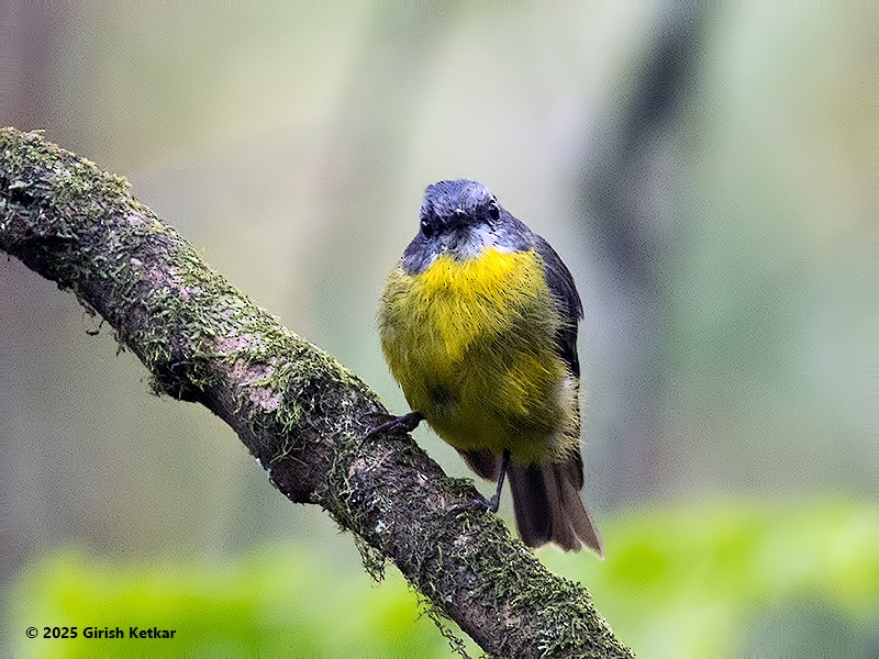 lejsčík žlutý - ML630041897