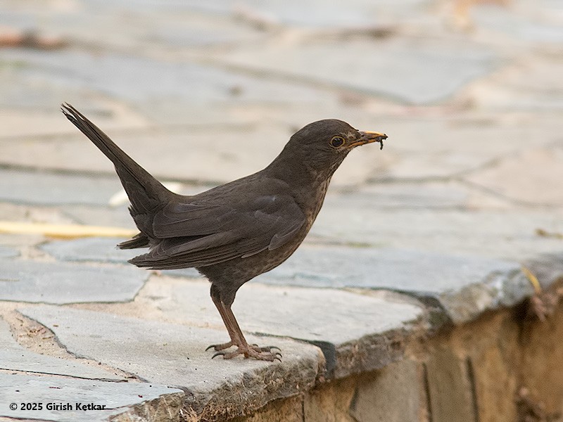 kos černý - ML630041904