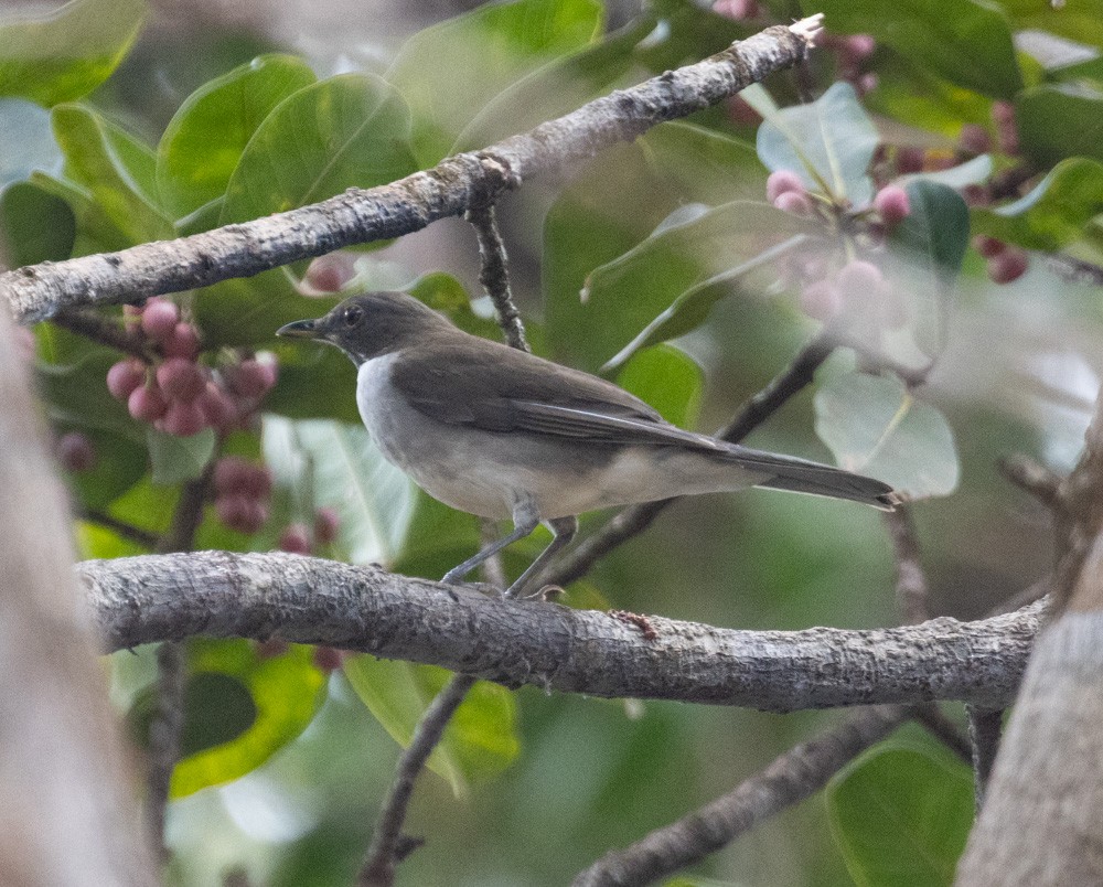 Campina Thrush - ML630042015