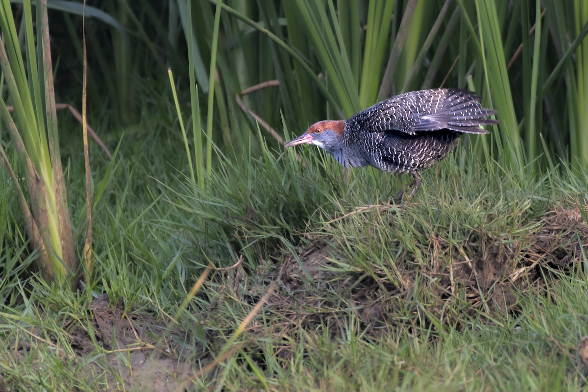 Slaty-breasted Rail - ML630042020