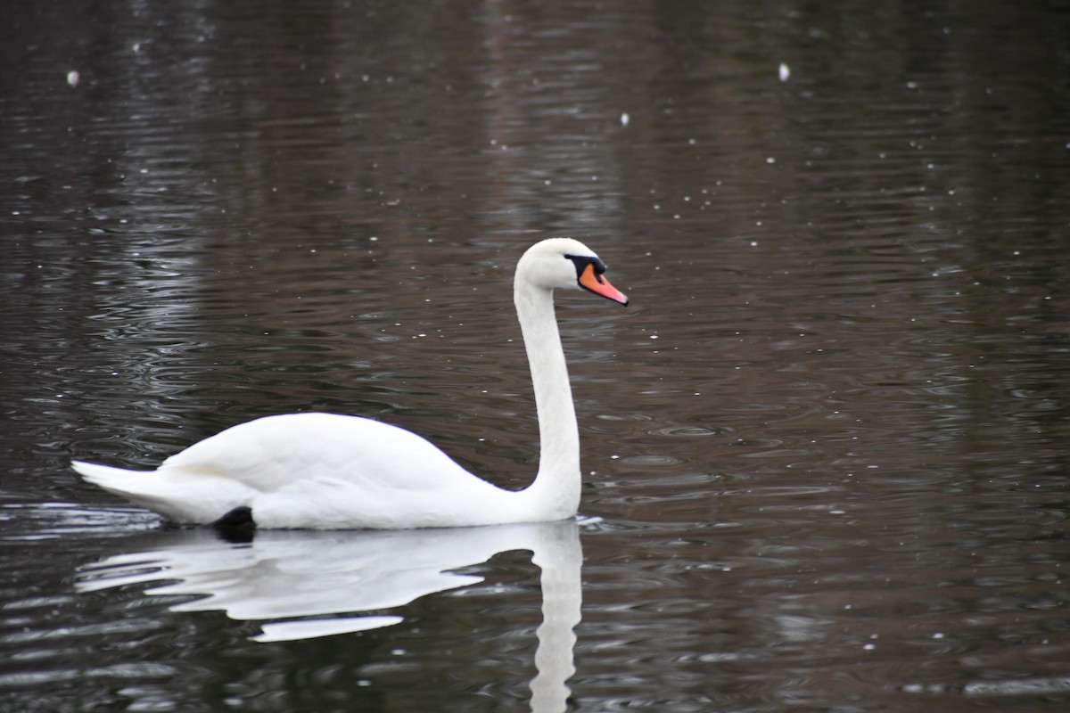 Mute Swan - ML630042042
