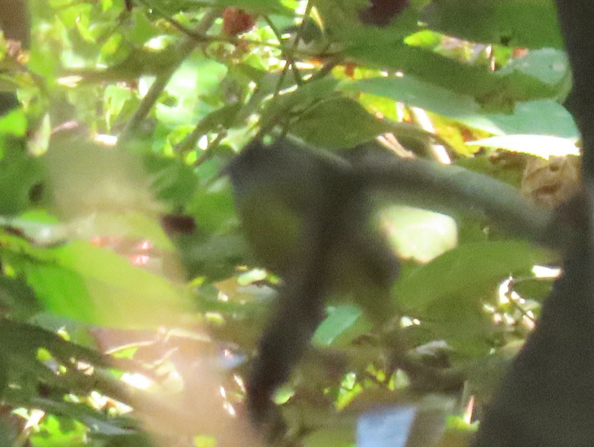 Gray-headed Canary-Flycatcher - ML630042084