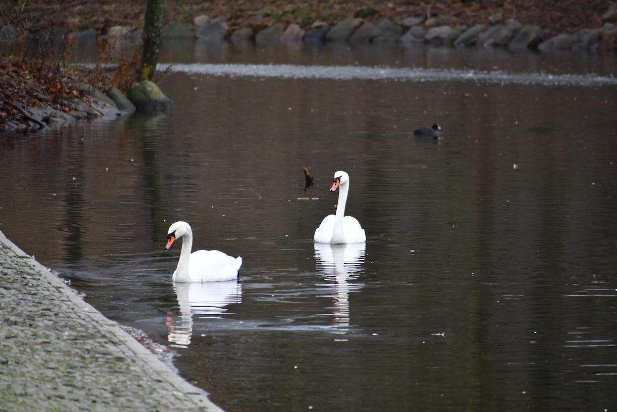 Mute Swan - ML630042216