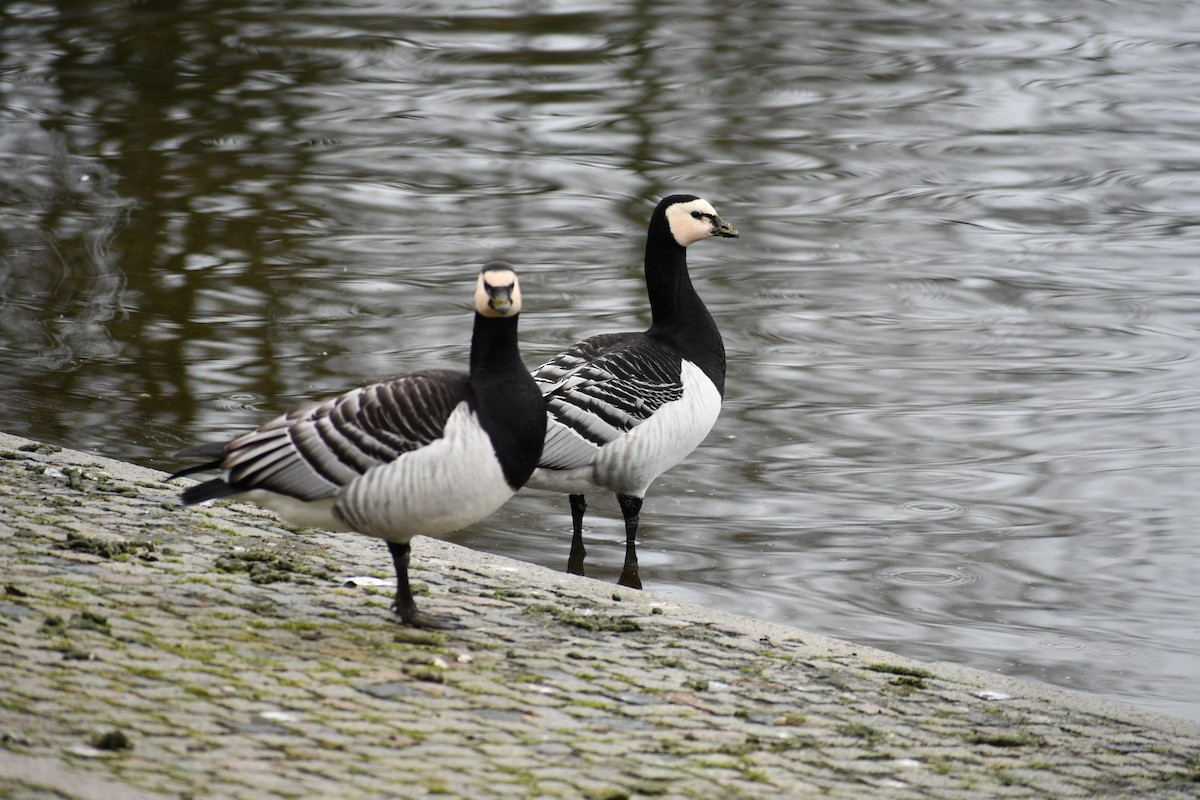 Barnacle Goose - ML630042279