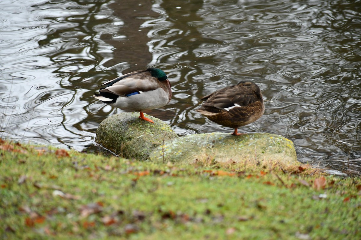 Mallard - ML630042295