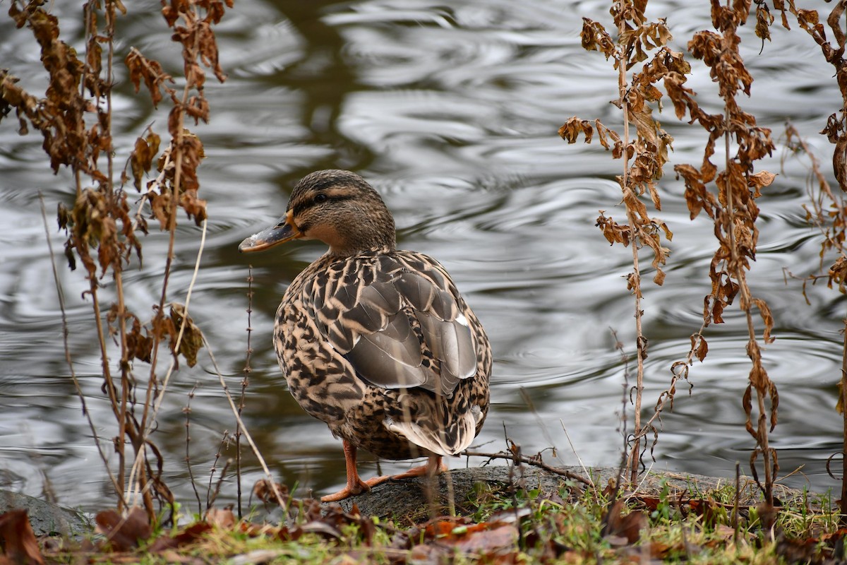 Mallard - ML630042304
