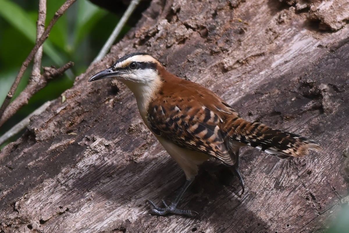 Rufous-backed Wren - ML630042560