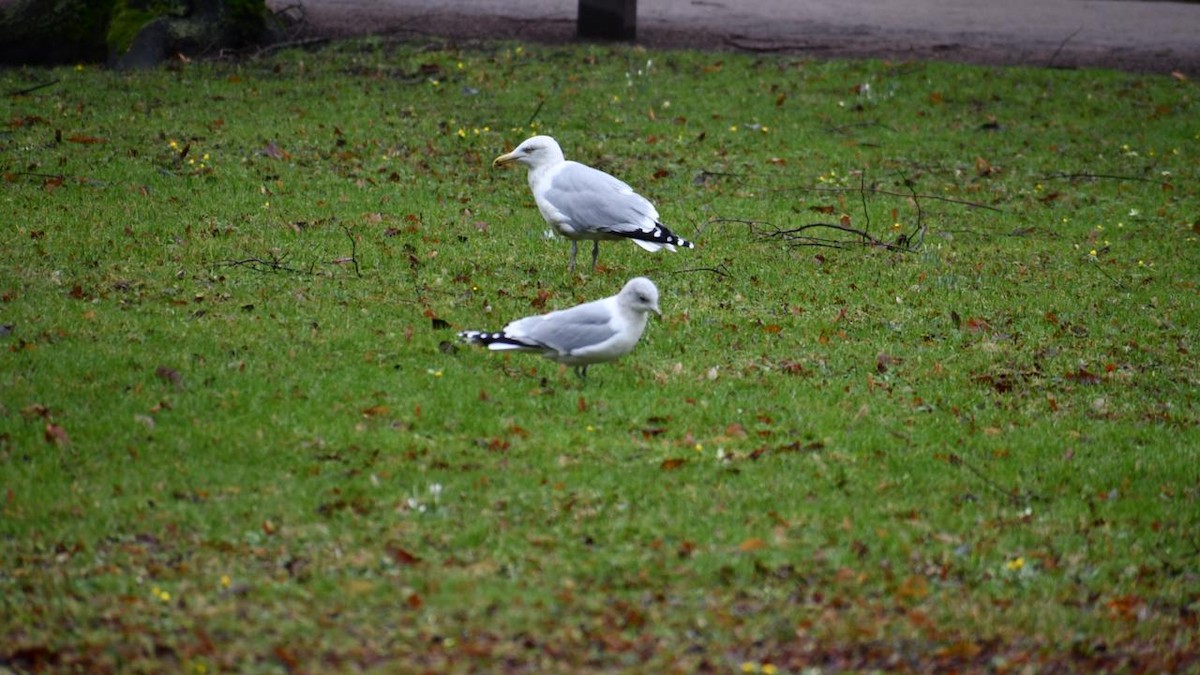 Common Gull - ML630042685