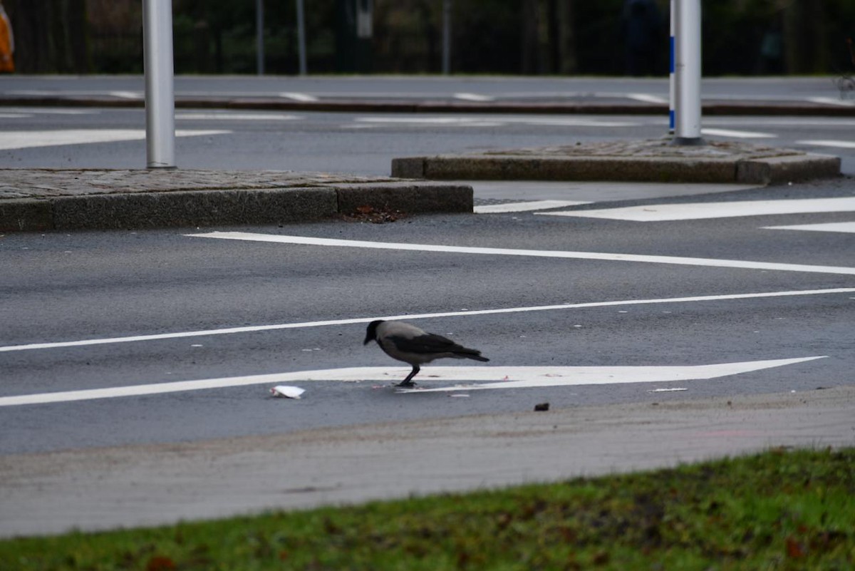 Eurasian Jackdaw - ML630042718