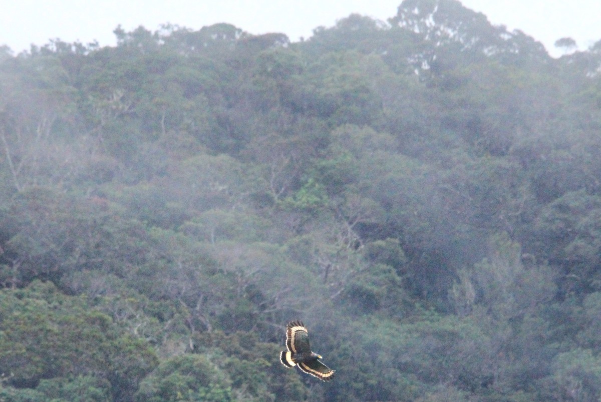 Mountain Serpent-Eagle - ML630042737