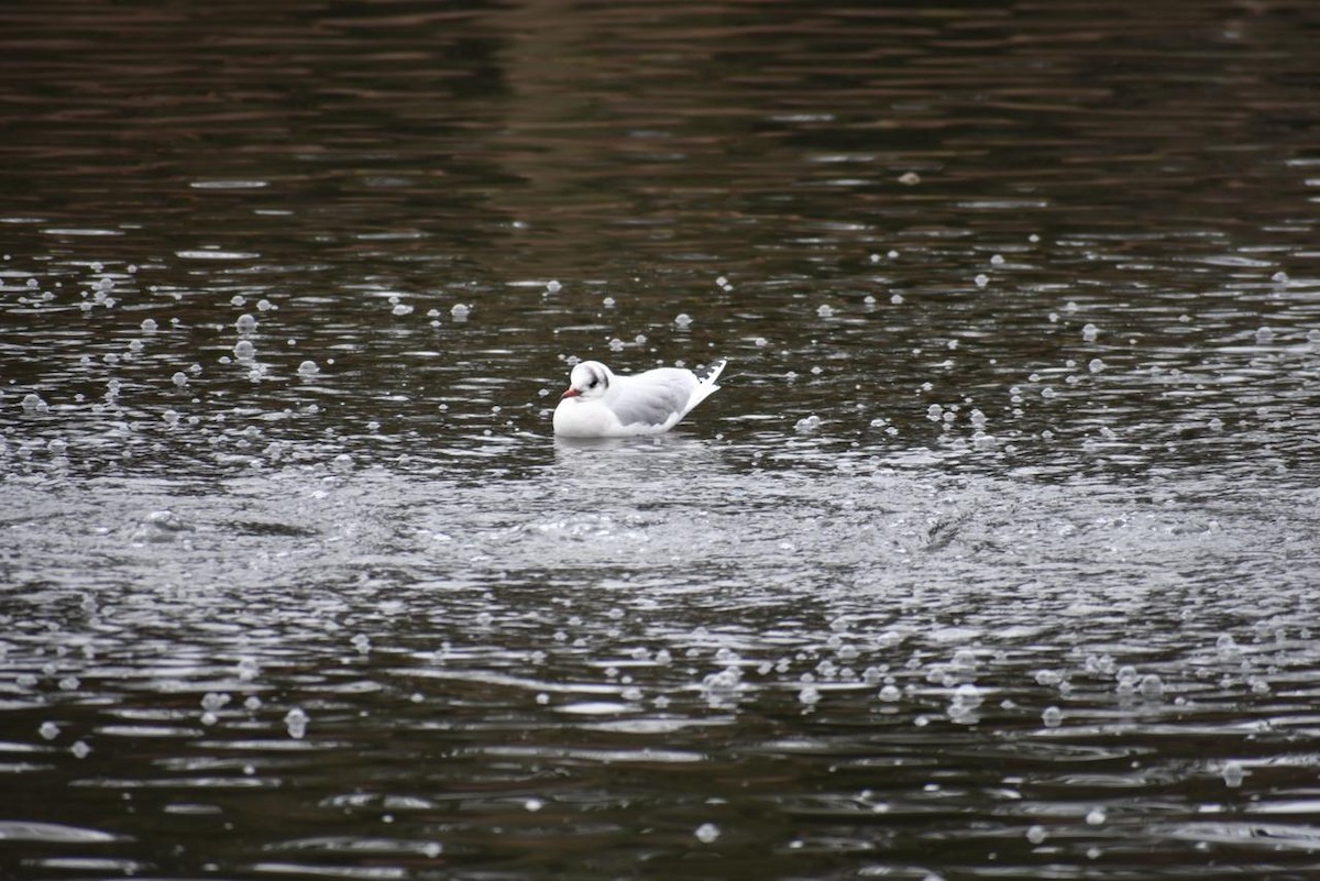 Black-headed Gull - ML630042748