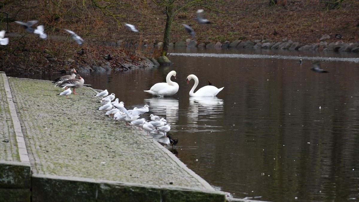 Black-headed Gull - ML630042759