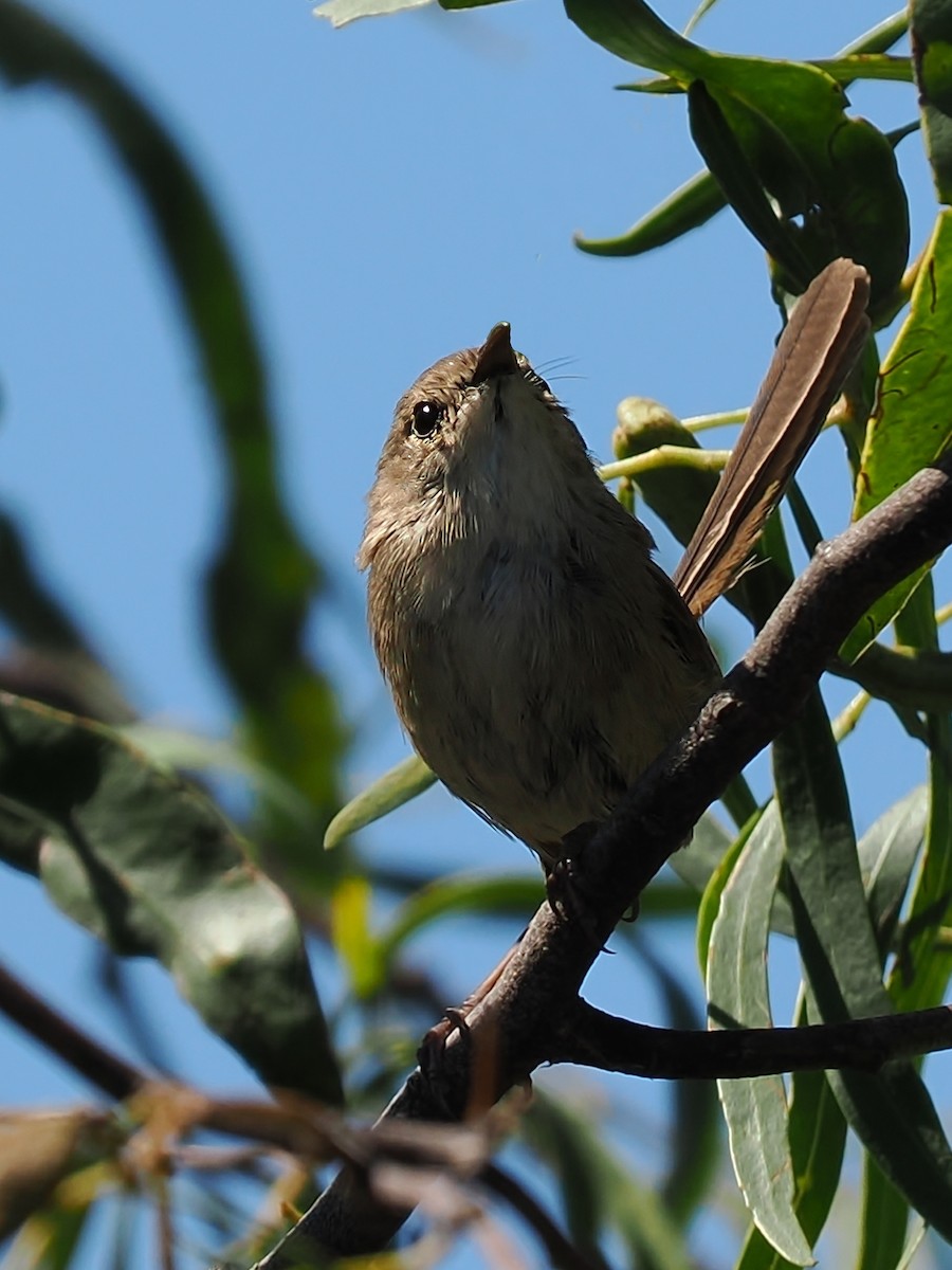 Red-backed Fairywren - ML630042760