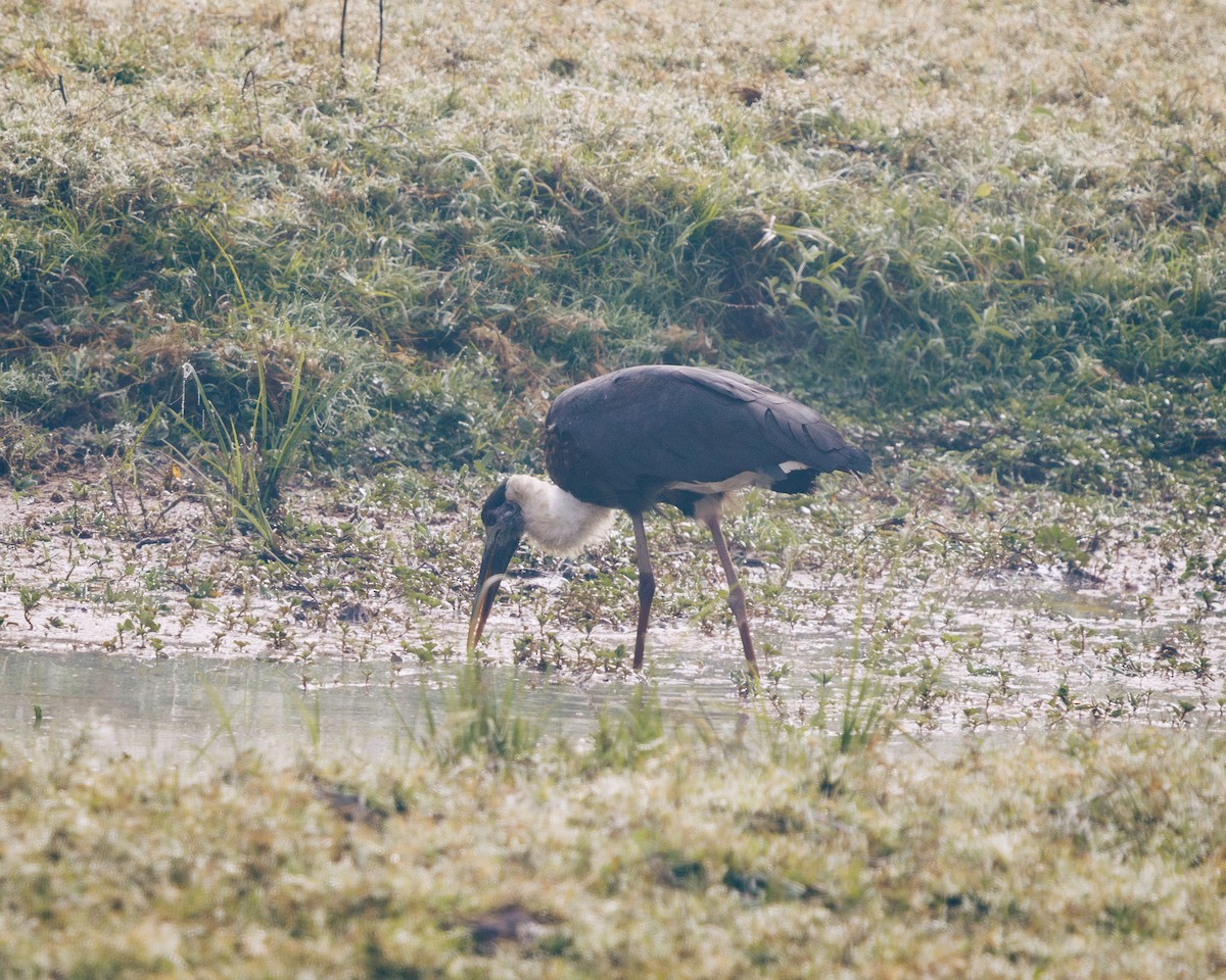 Asian Woolly-necked Stork - ML630042762