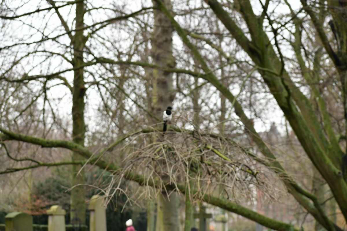 Eurasian Magpie - ML630042778