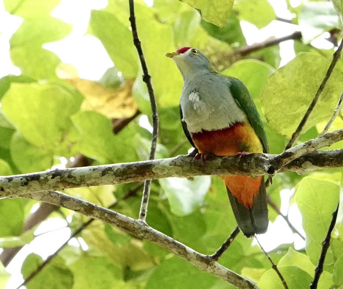 Beautiful Fruit-Dove - ML630042793
