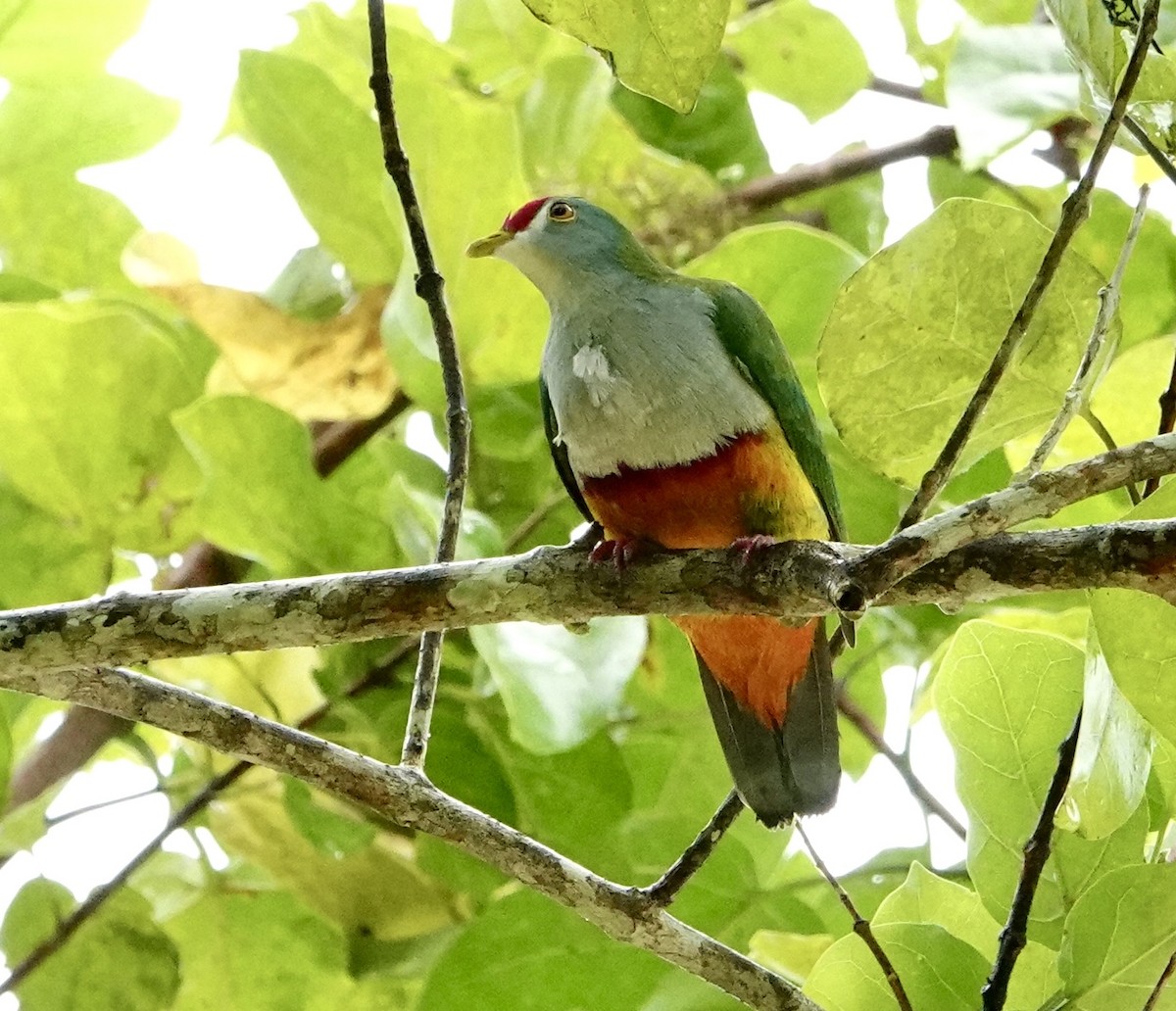 Beautiful Fruit-Dove - ML630042794