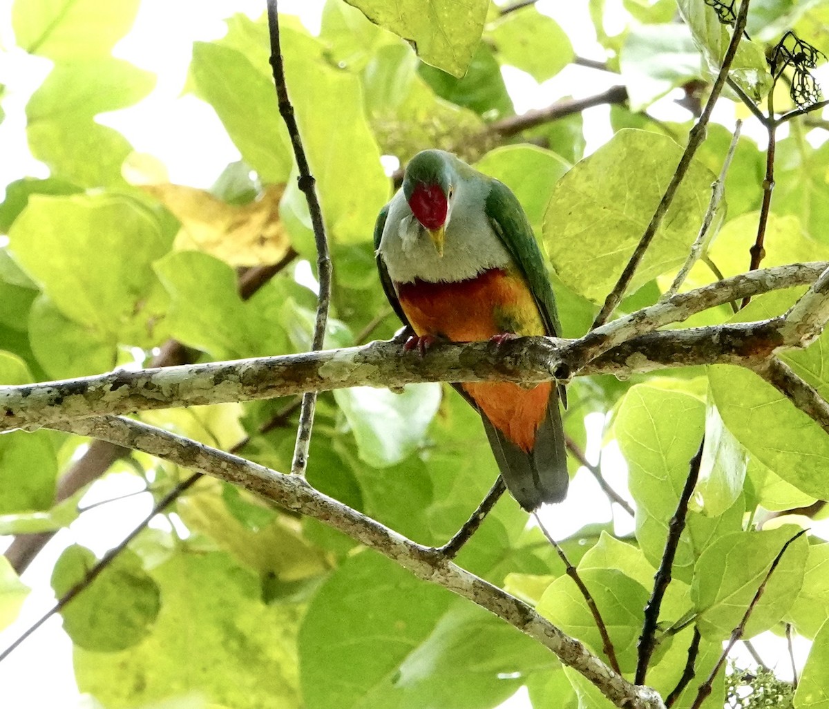 Beautiful Fruit-Dove - ML630042795