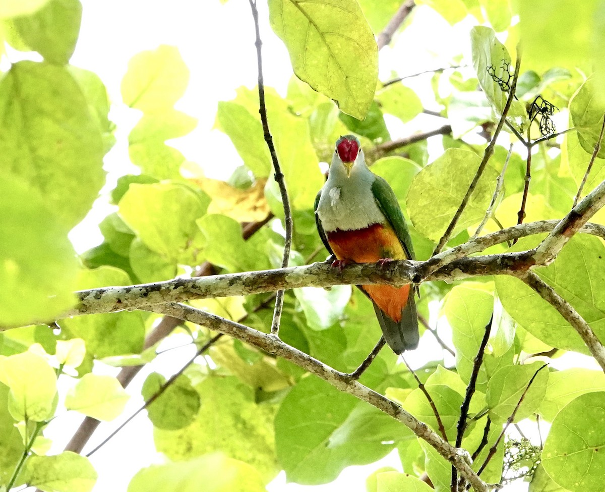Beautiful Fruit-Dove - ML630042796