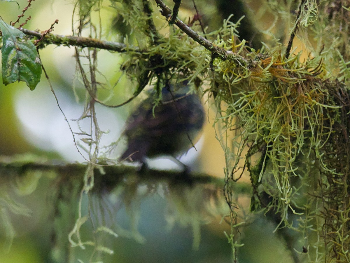 Neumann's Warbler - ML630042797