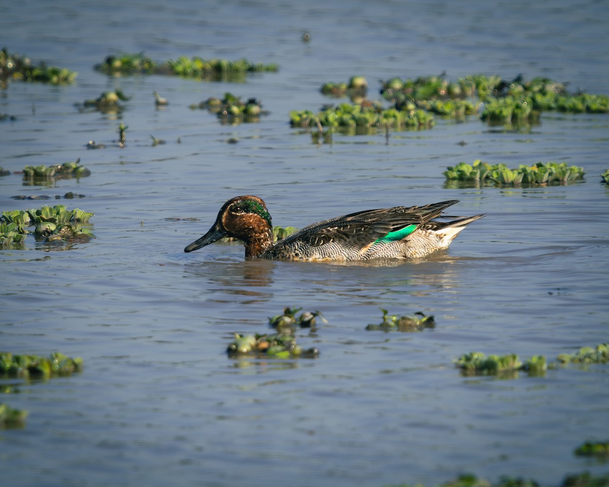 Green-winged Teal - ML630042884