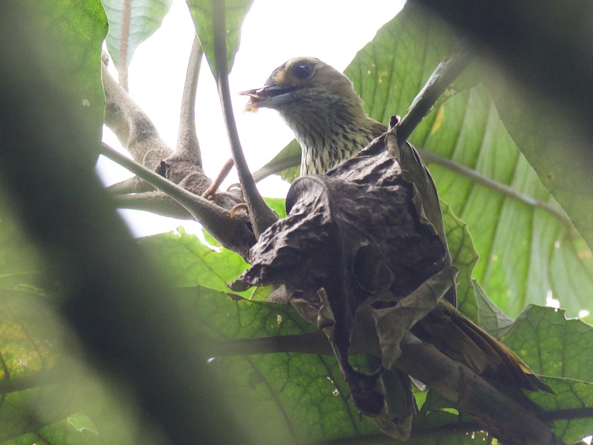 Elliot's Woodpecker - ML630042962