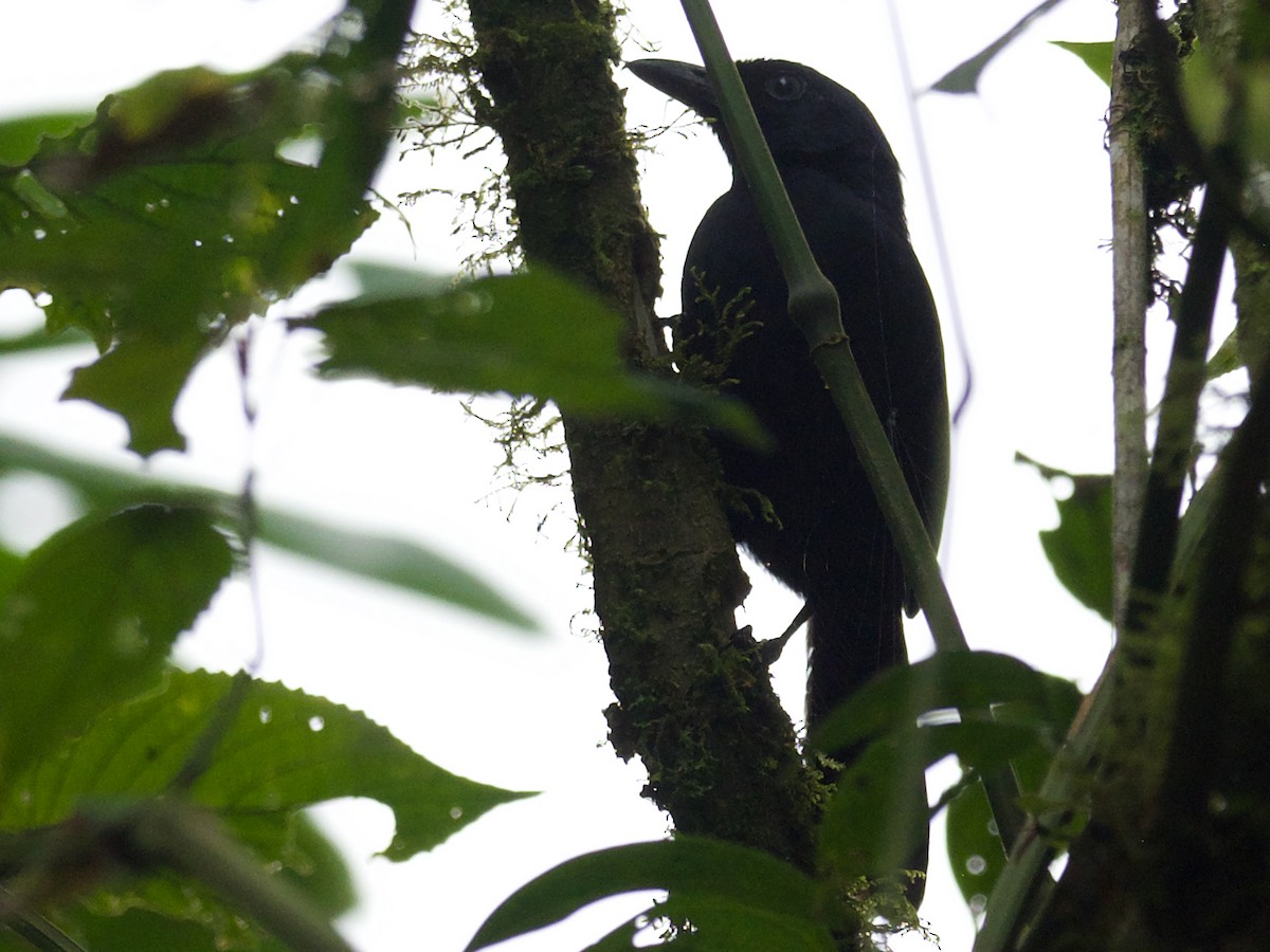 Willard's Sooty Boubou - ML630042968