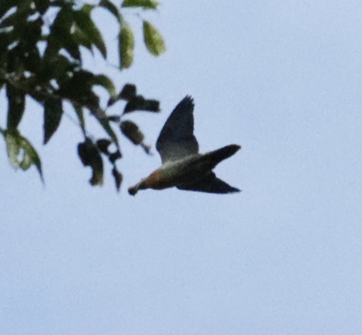 Large Green-Pigeon - ML630043218