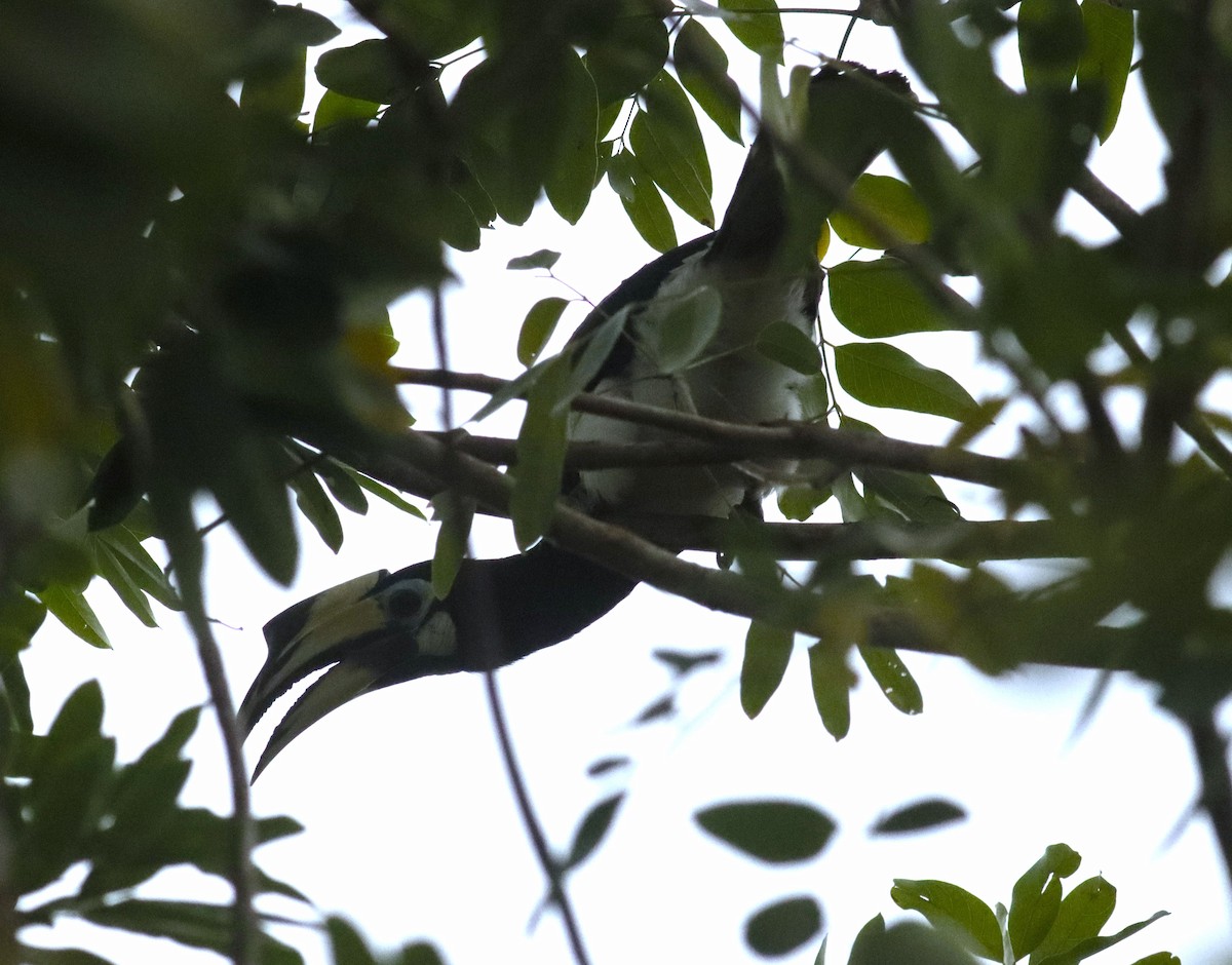 Oriental Pied-Hornbill - ML630043309
