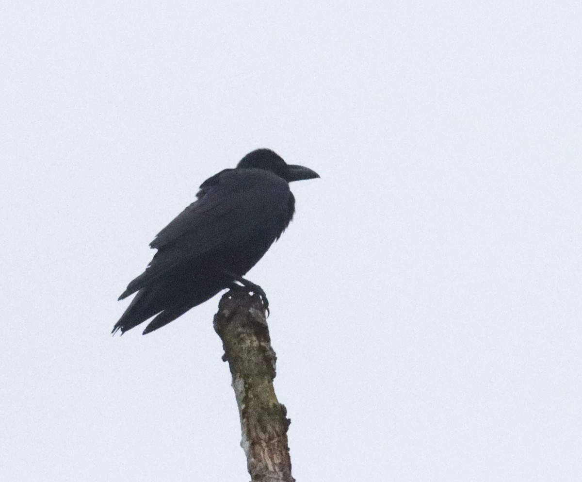 Large-billed Crow - ML630043314