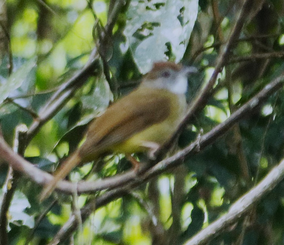 Gray-cheeked Bulbul - ML630043328