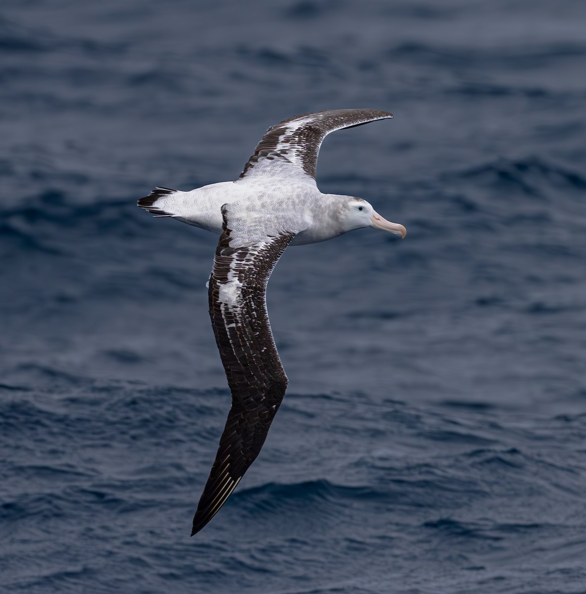 Snowy/Tristan/Antipodean Albatross - ML630043372