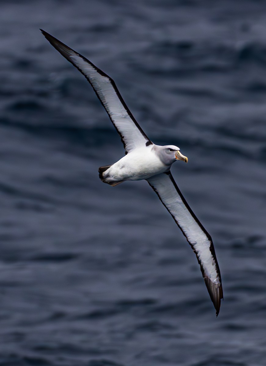 Salvin's Albatross - ML630043452
