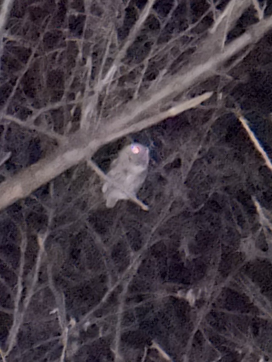 Western Screech-Owl - ML630043462