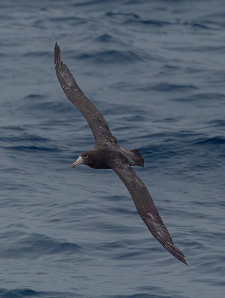 Northern Giant-Petrel - ML630043474