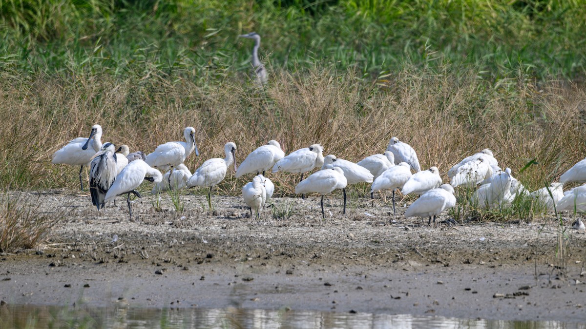 Black-faced Spoonbill - ML630043481