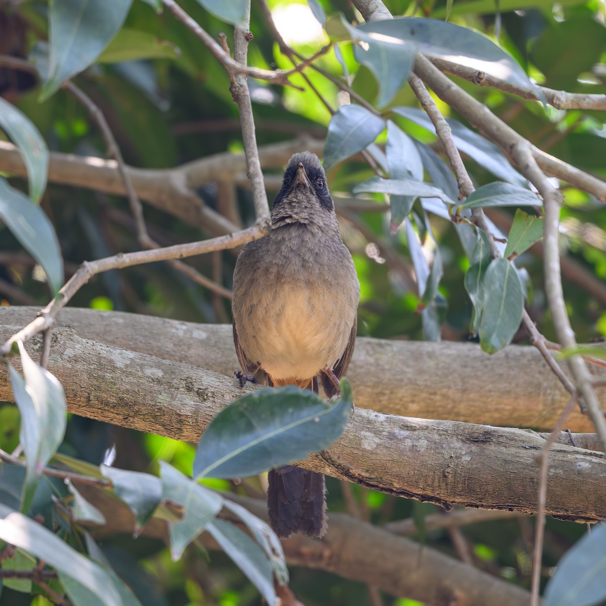 Masked Laughingthrush - ML630043482