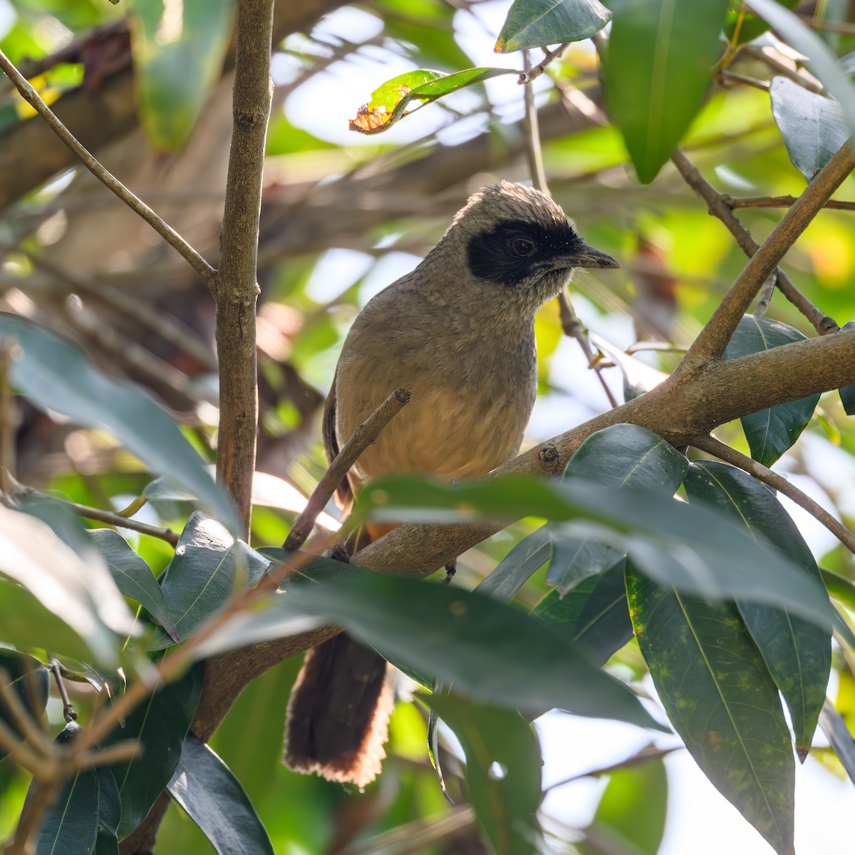 Masked Laughingthrush - ML630043483