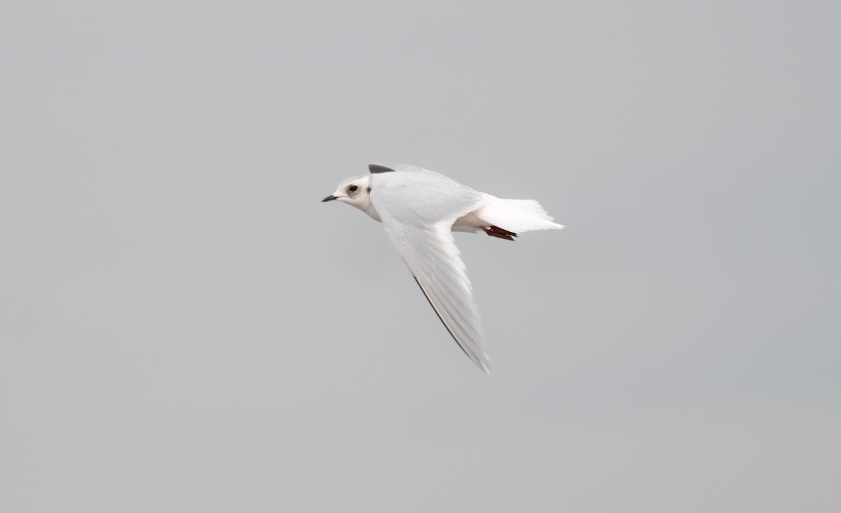 Ross's Gull - ML630043545