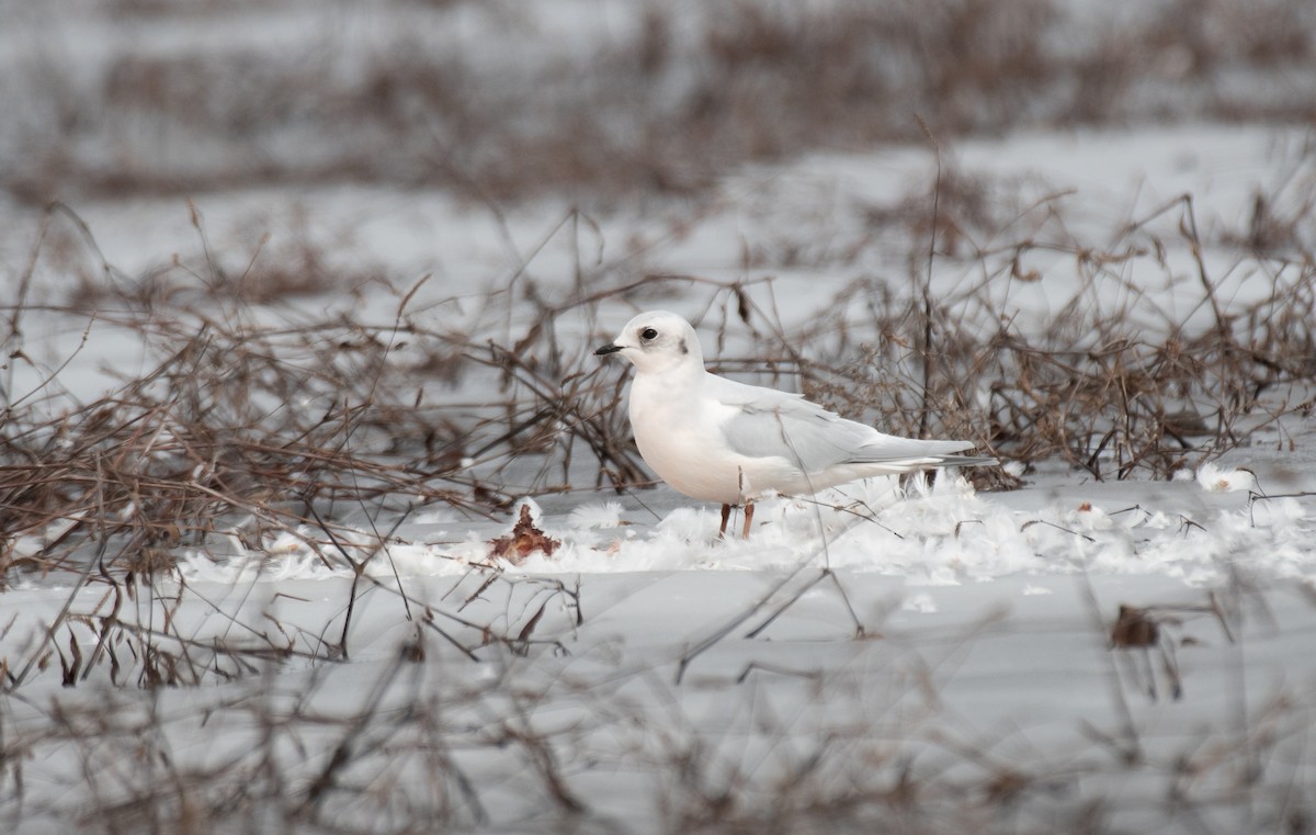 Ross's Gull - ML630043546