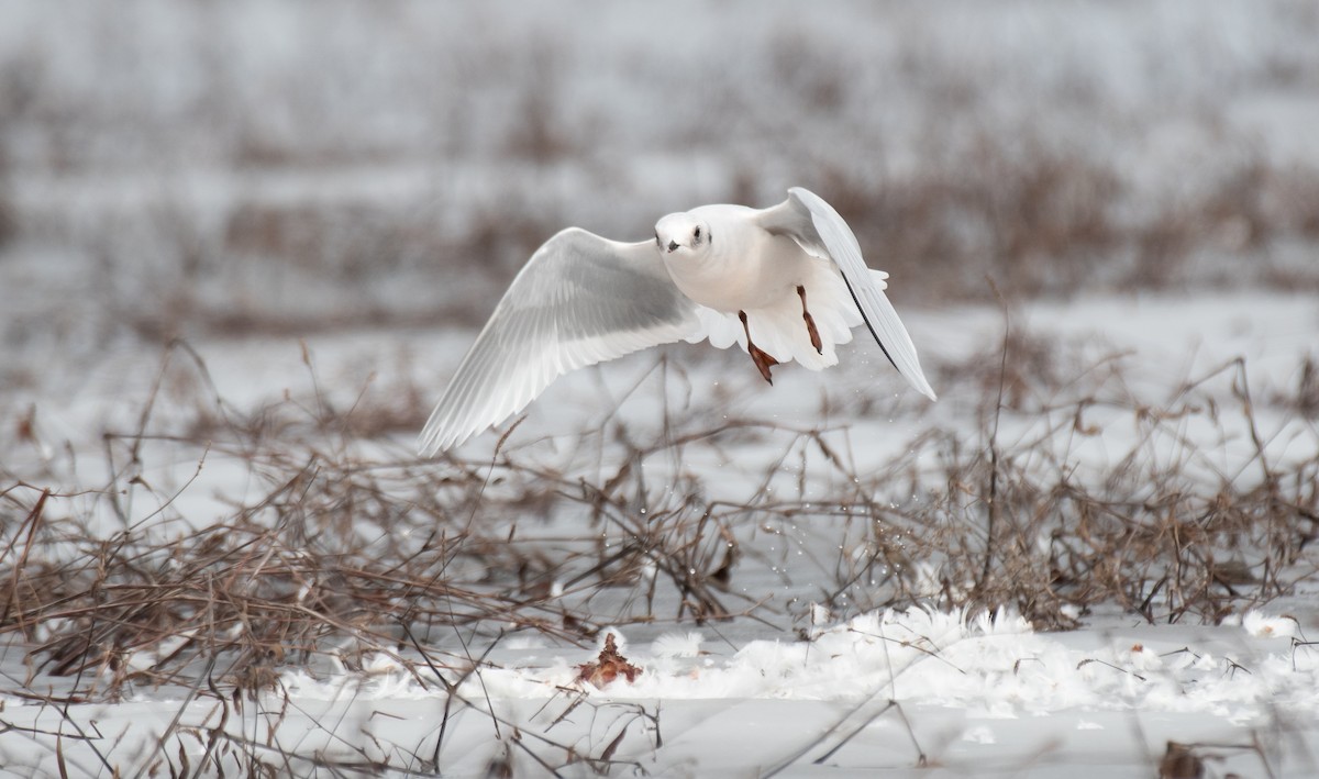 Ross's Gull - ML630043547