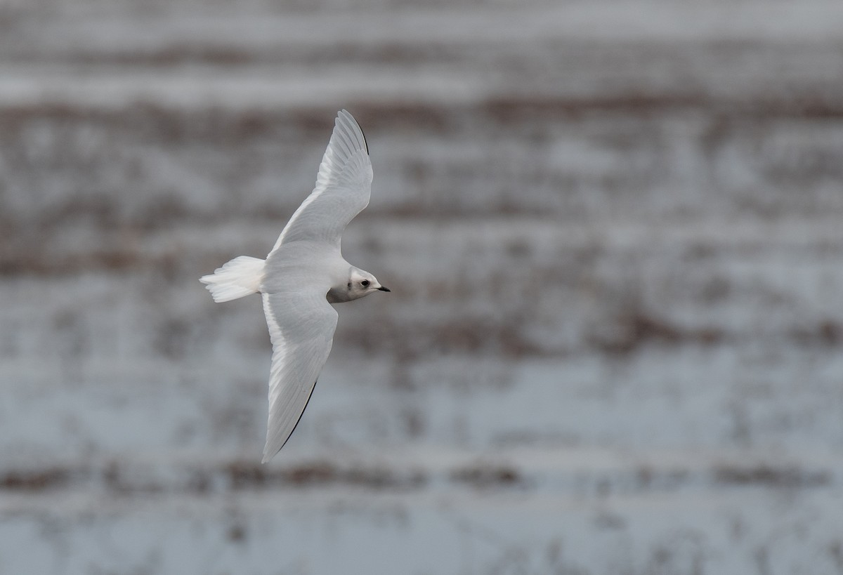 Ross's Gull - ML630043548