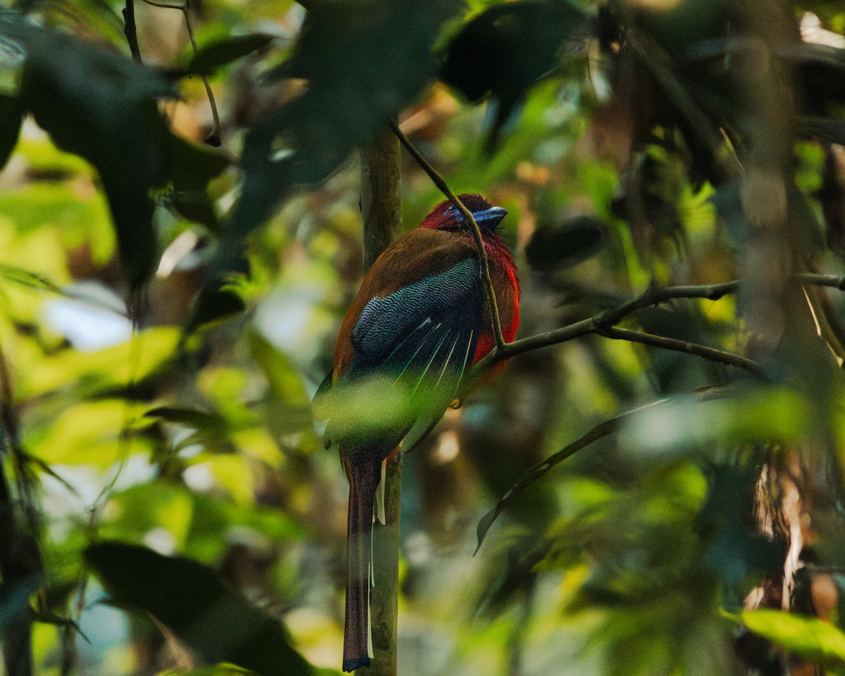 Red-headed Trogon - ML630043754