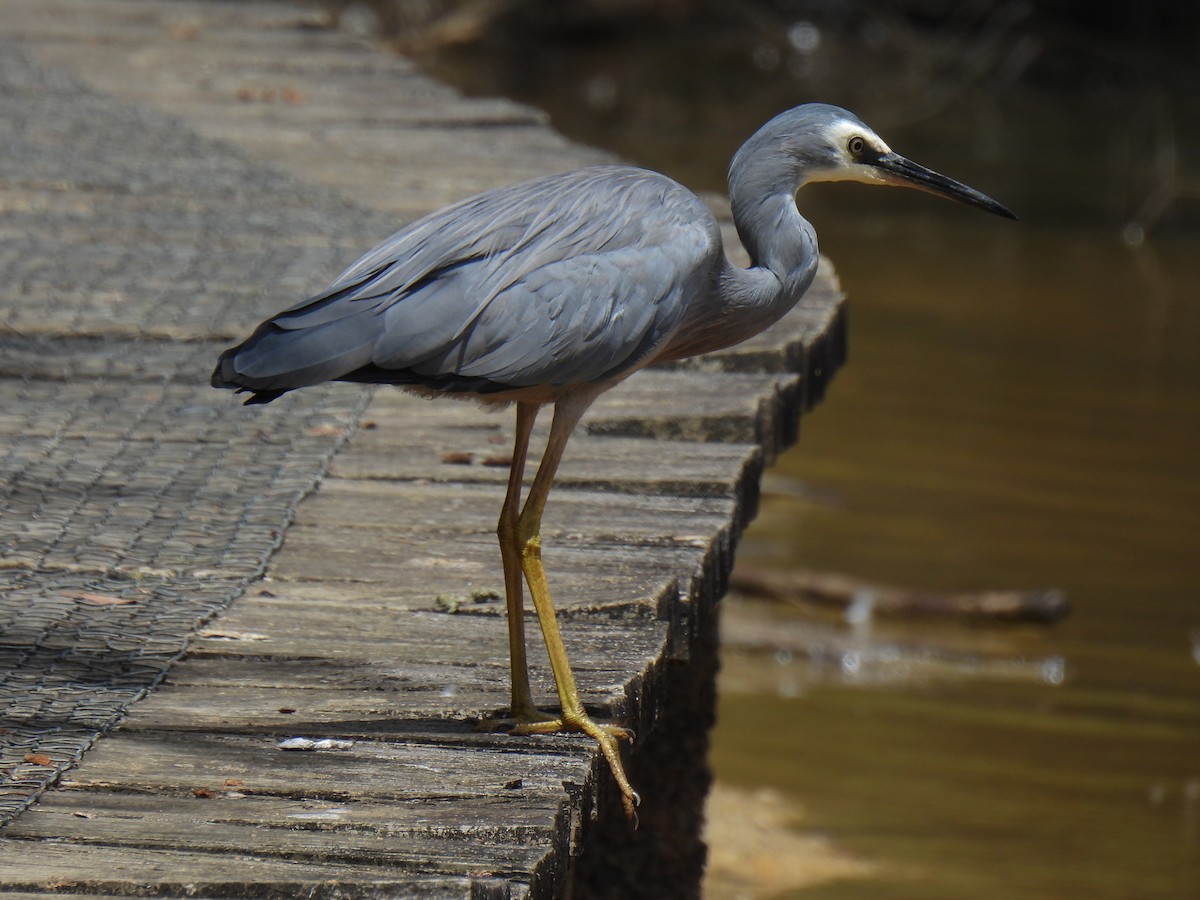 White-faced Heron - ML630043795