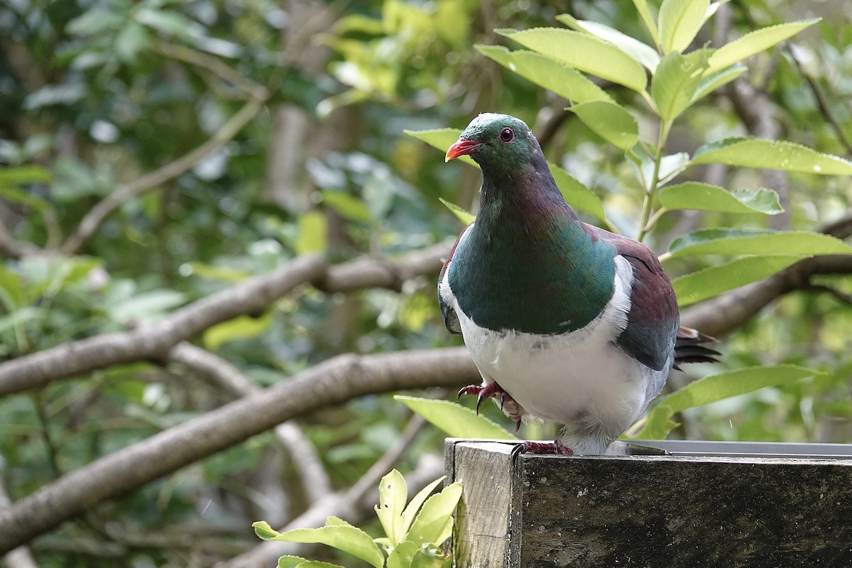 New Zealand Pigeon - ML630044145