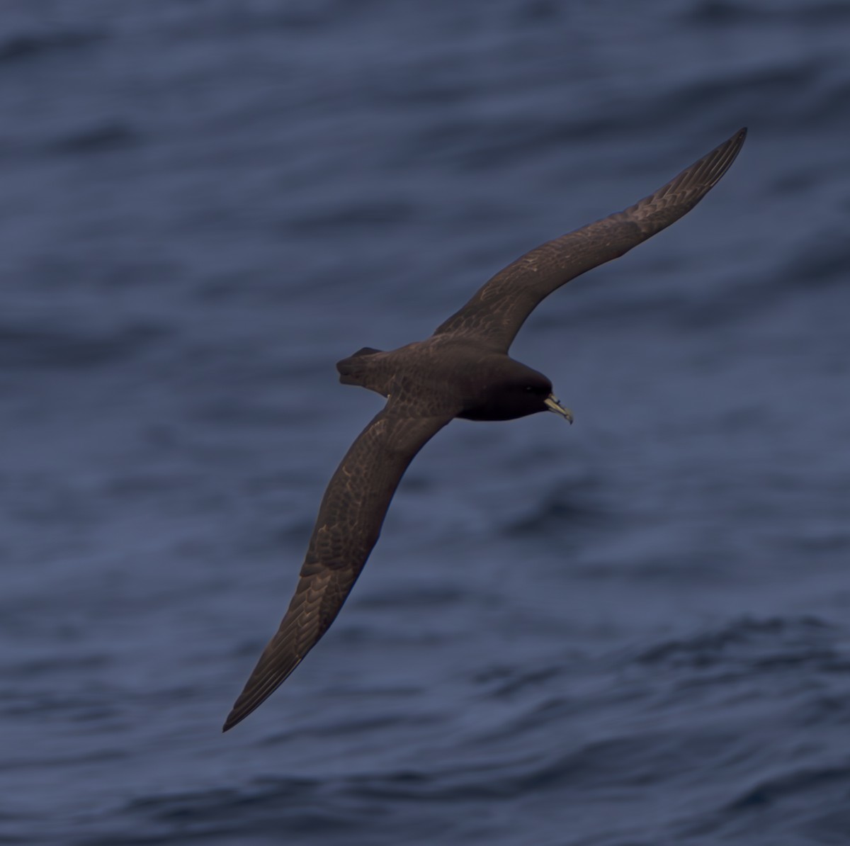 White-chinned Petrel - ML630044163