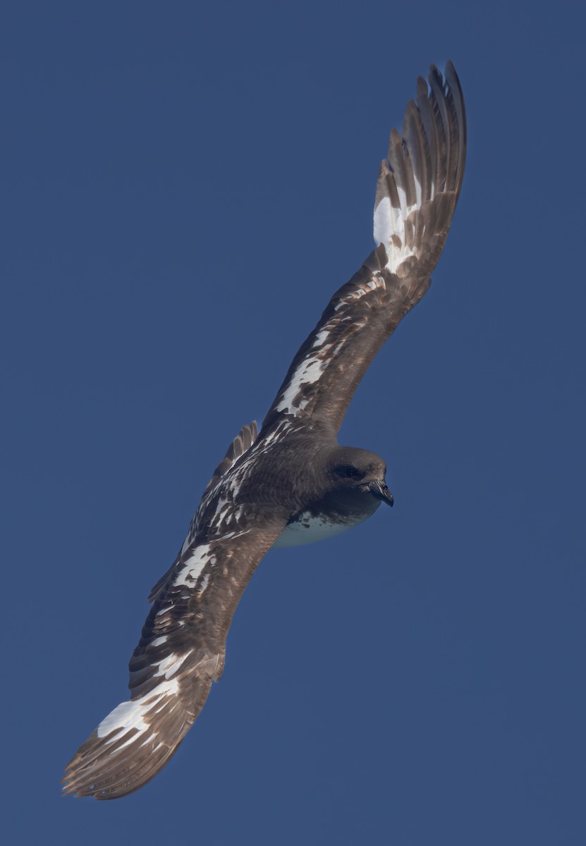 Pintado Petrel - ML630044197