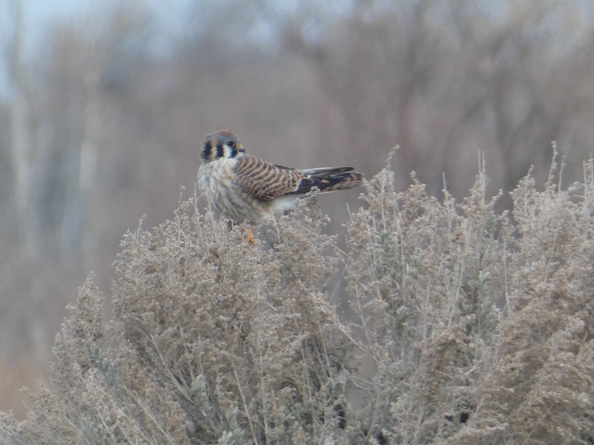 American Kestrel - ML630044436