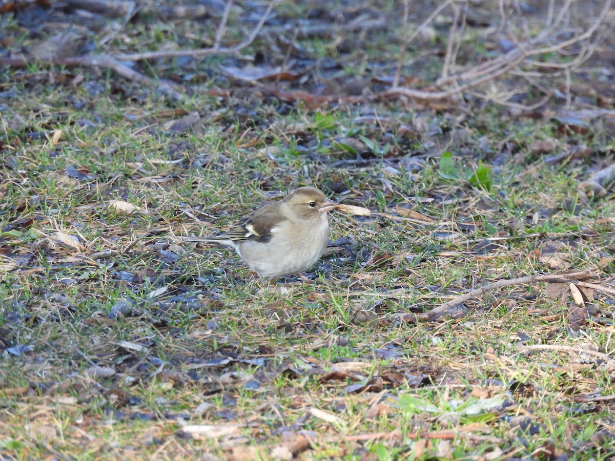 Common Chaffinch - ML630044437