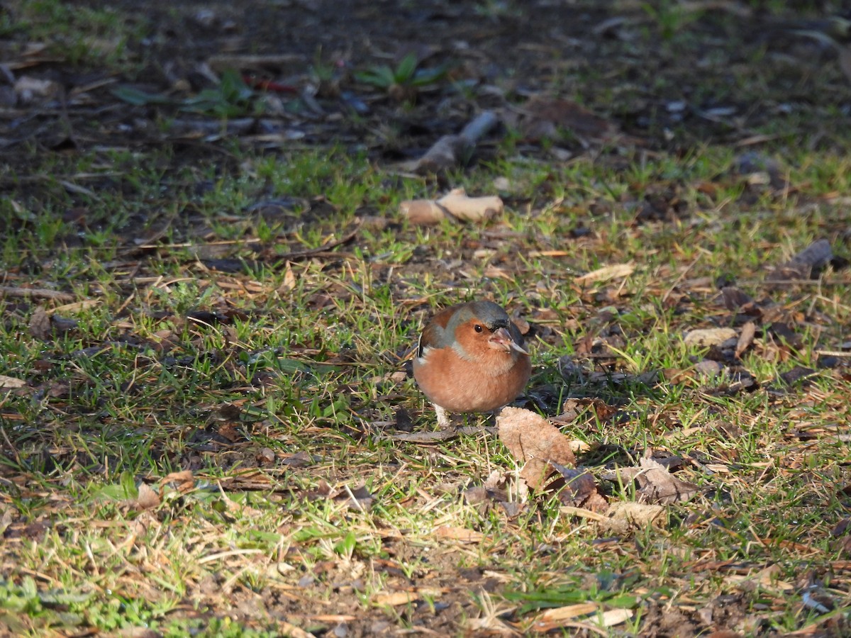 Common Chaffinch - ML630044438
